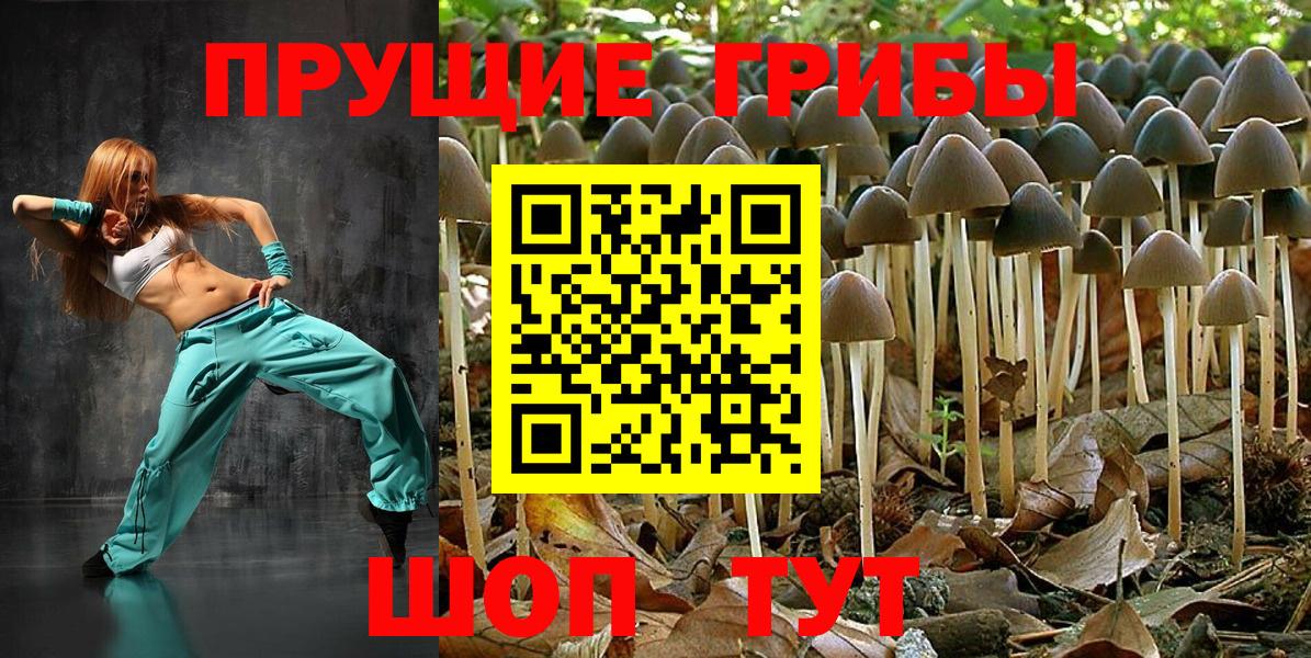Псилоцибиновые грибы Psilocybine cubensis Зеленогорск